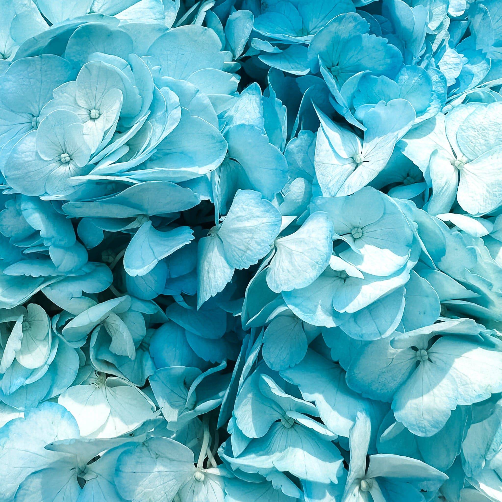 Hydrangea