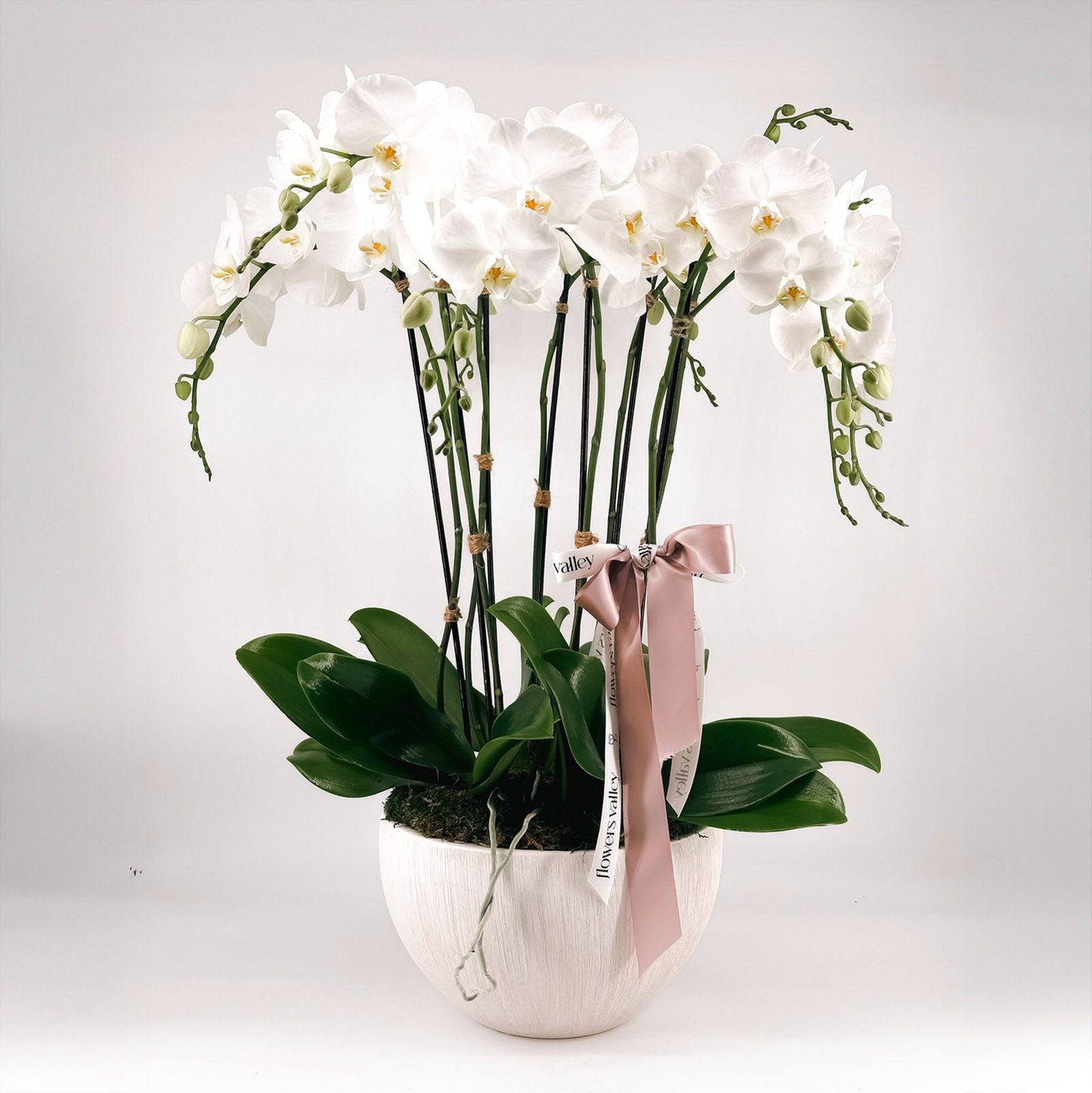 White Orchids Magic - Flowers Valley Shop