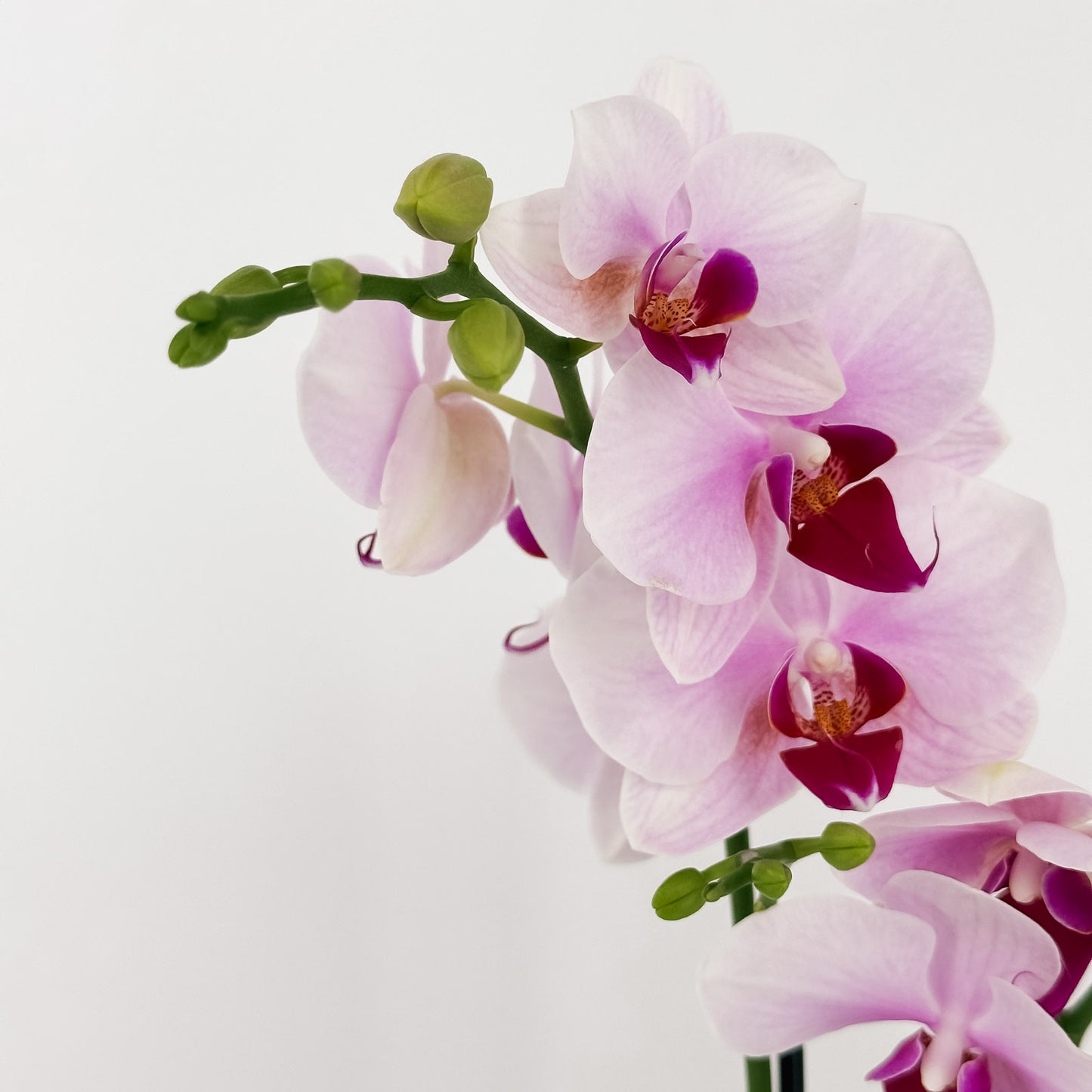 Orchid Grace