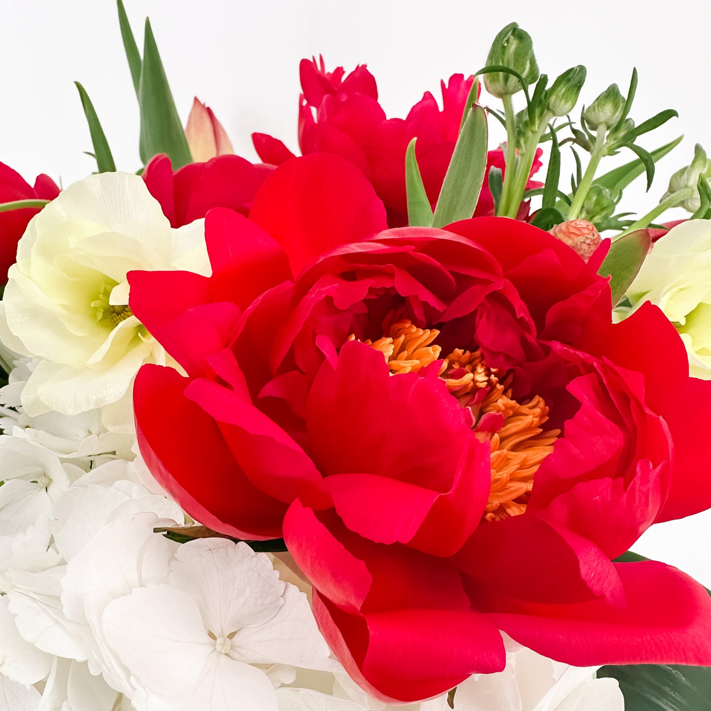 Crimson Bloom