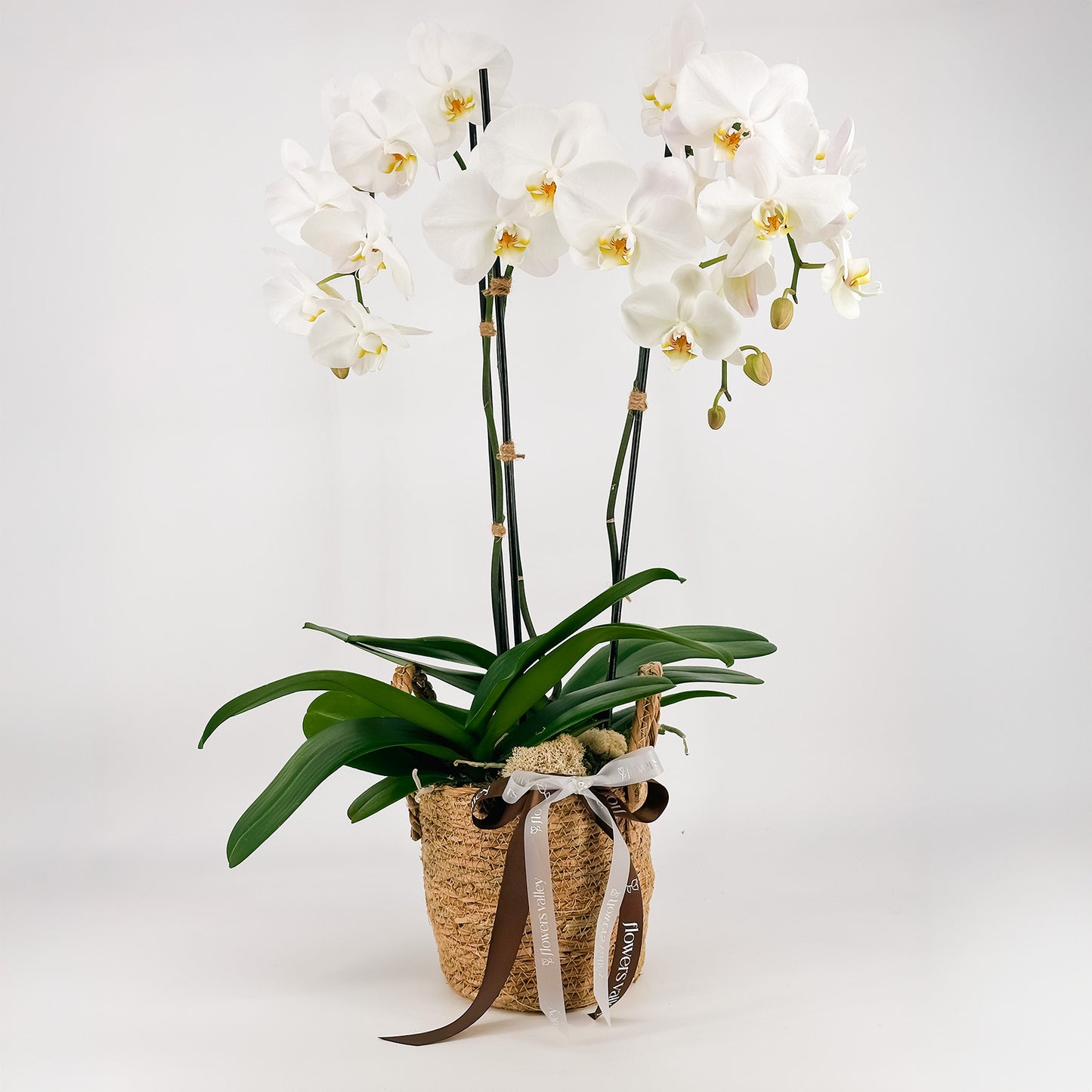 Whispering Grace Orchid Garden
