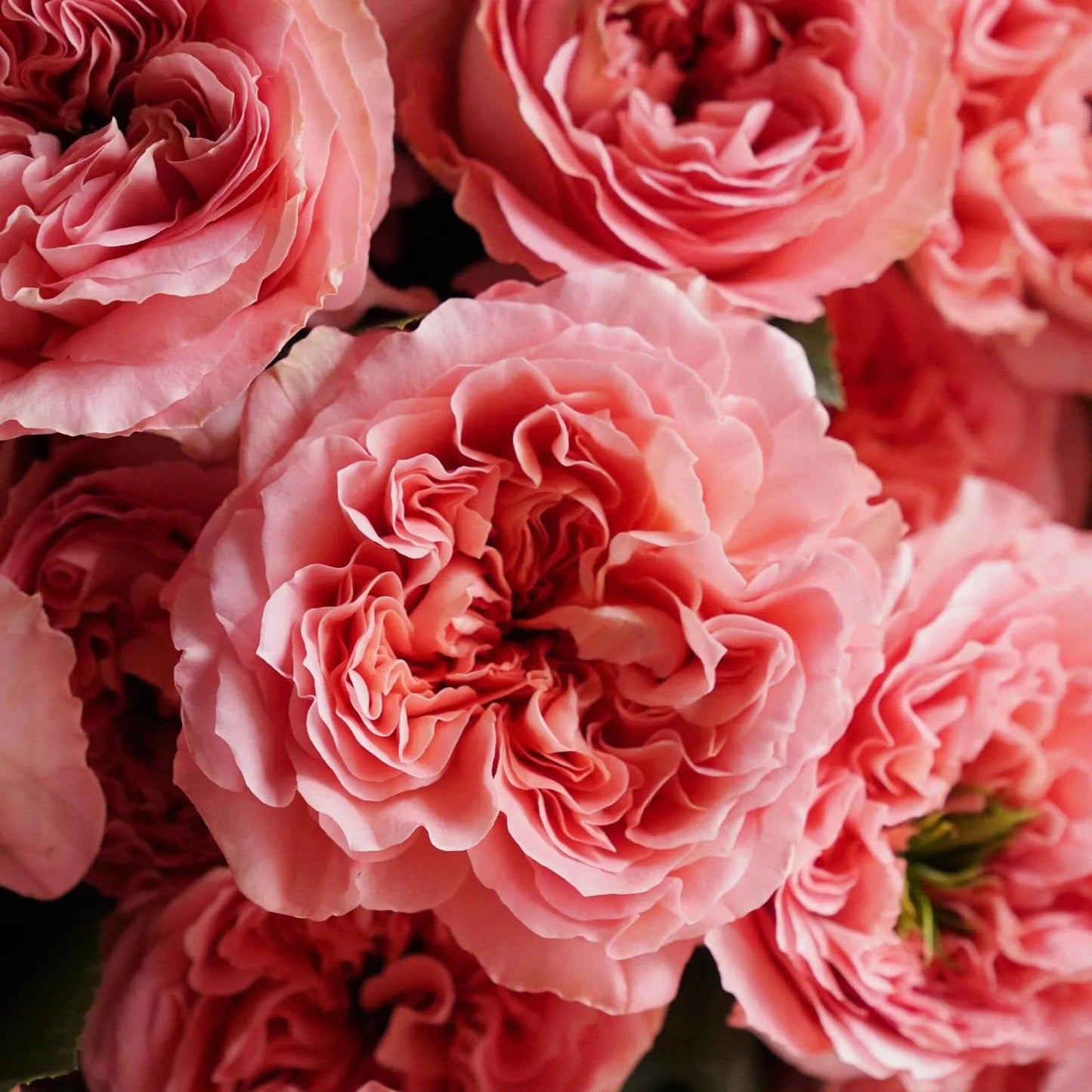 Rosy bliss at Flowers Valley Shop