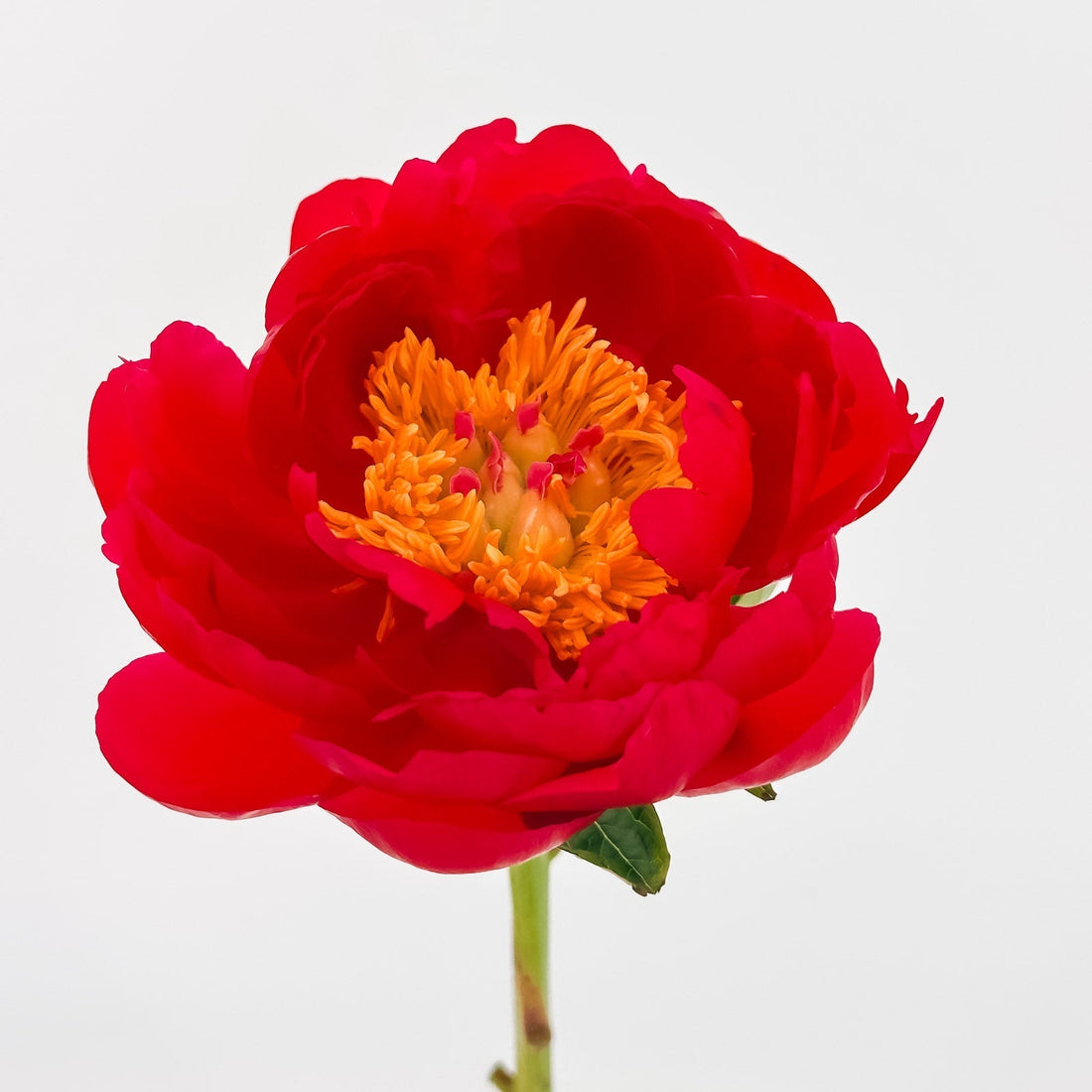 How to Care for Peonies in a Vase: Keep Them Fresh and Glorious Longer