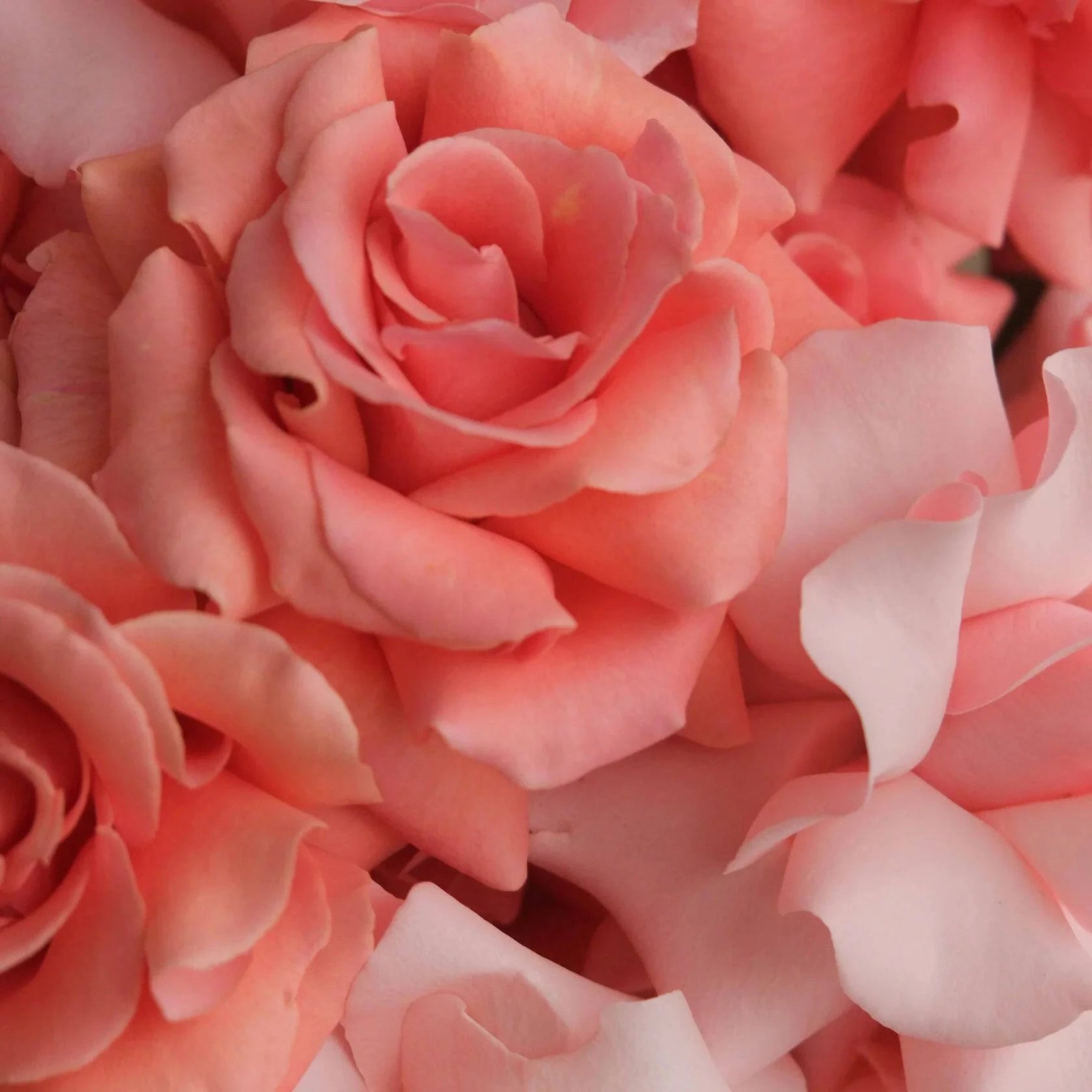 Pink Roses Bouquet "Perfection" - Flowers Valley Shop