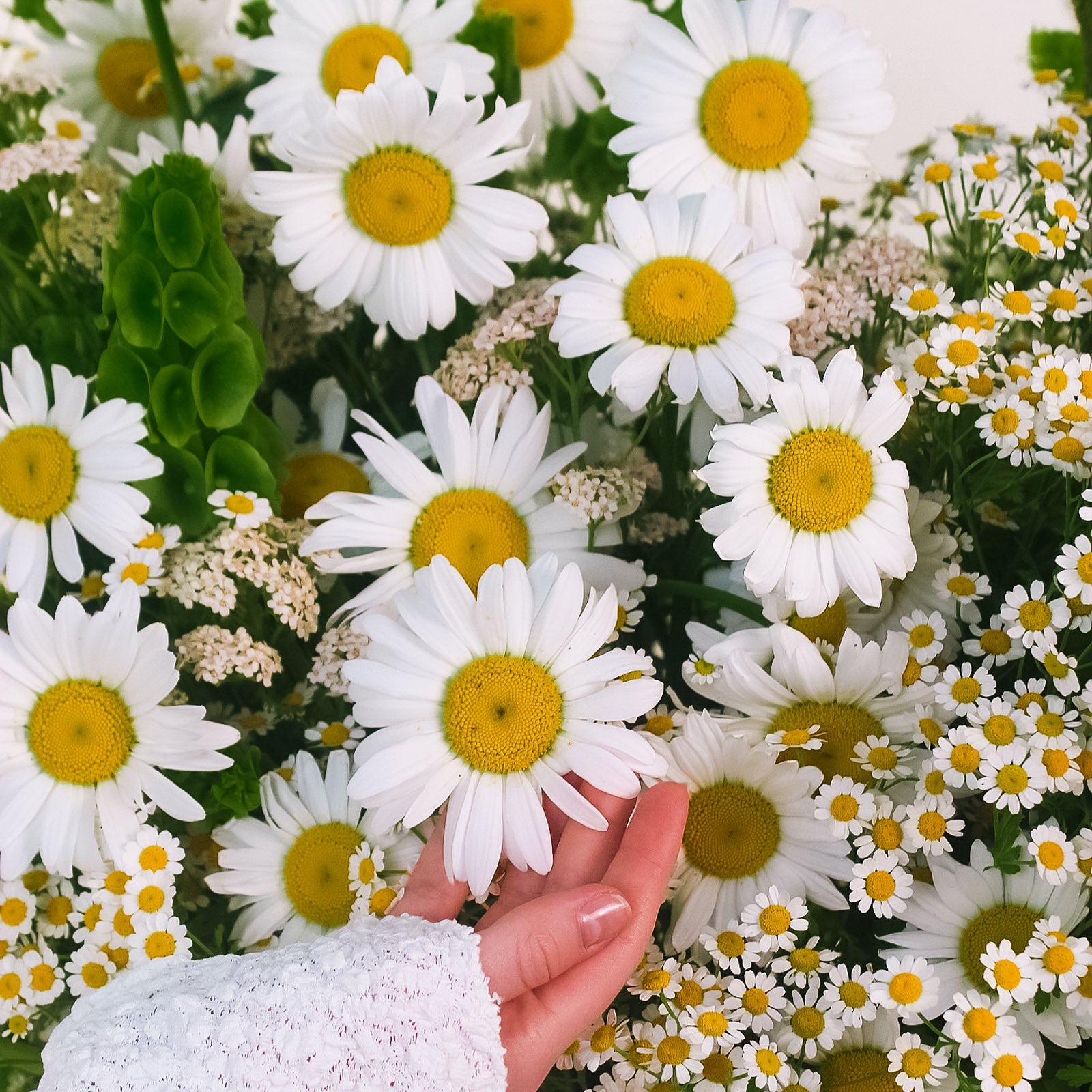 Close-up of a hand gently touching a large white daisy surrounded by chamomile, yarrow, and lush greenery—fresh and natural summer florals.