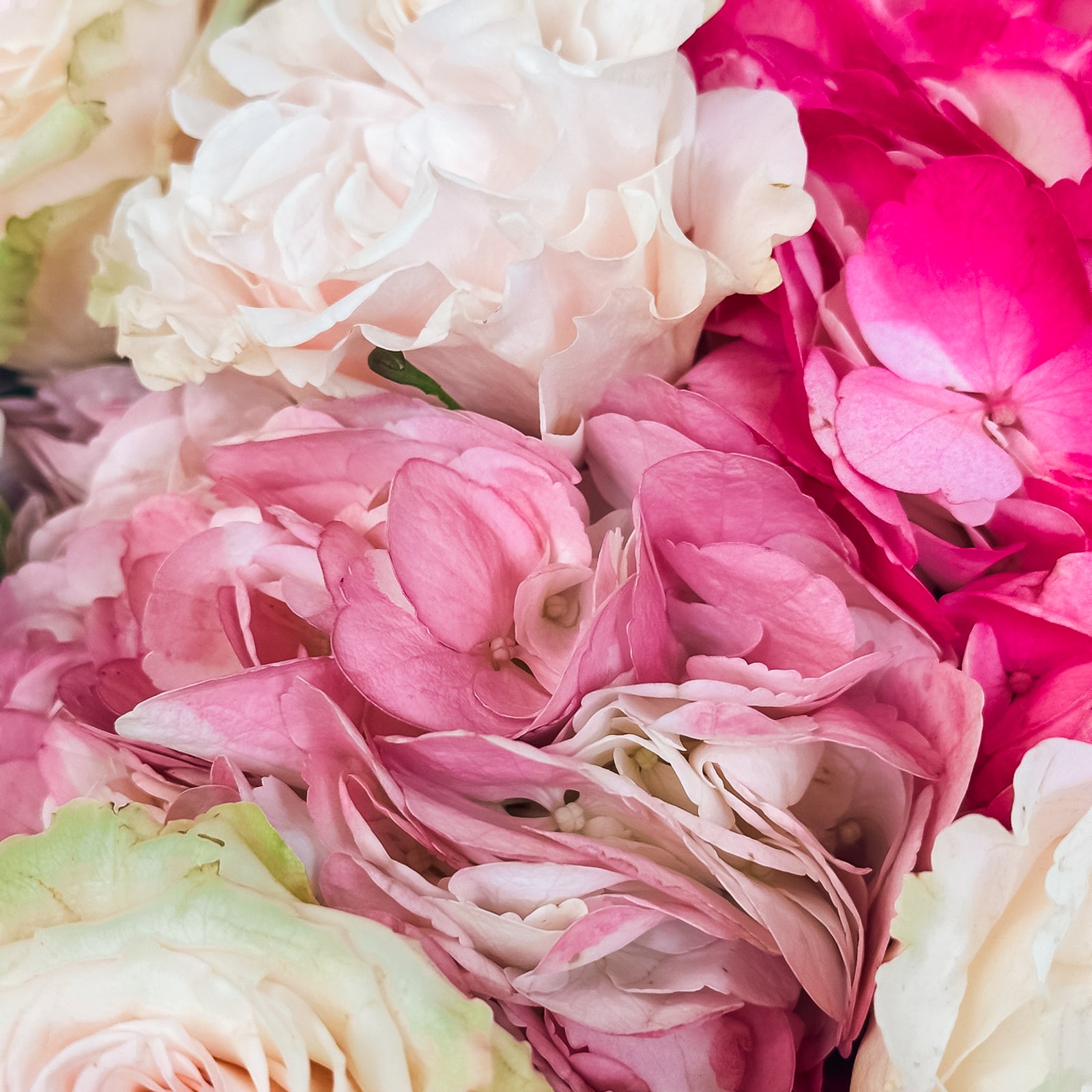 Close-up of delicate pink and ivory roses with soft pink and fuchsia hydrangea petals—romantic pastel textures.