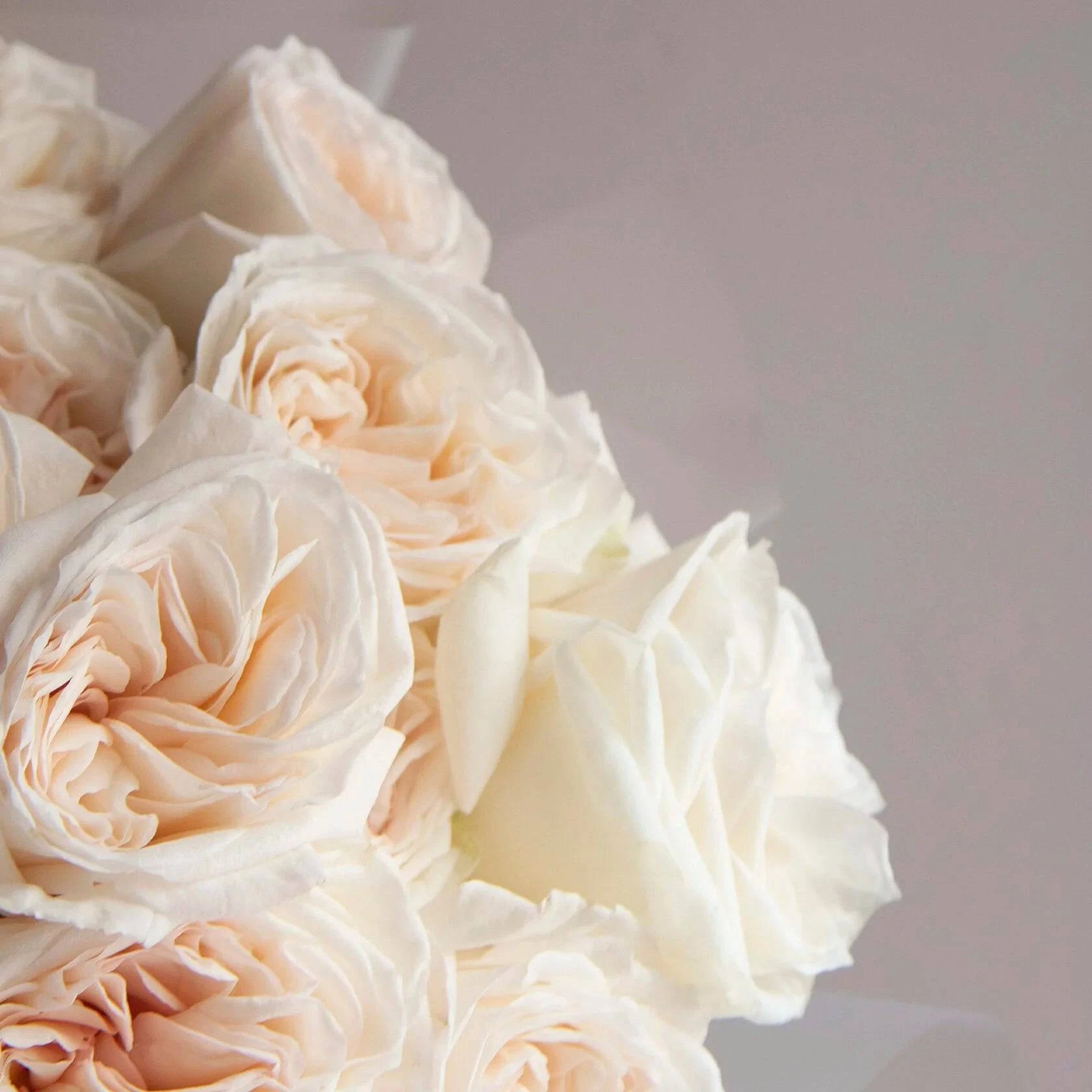 Close-up of delicate white-pink O’Hara roses with layered petals—romantic and luxurious texture.
