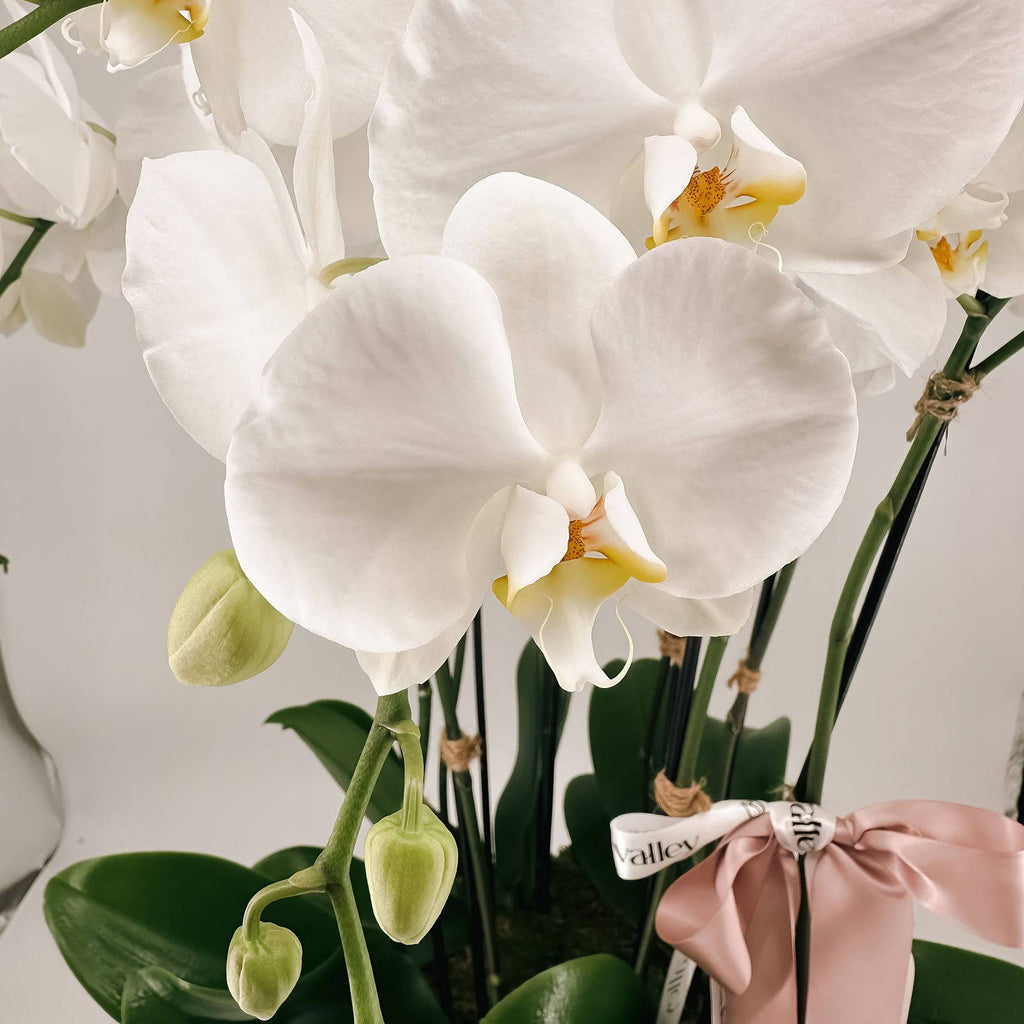 White Orchids Magic - Flowers Valley Shop