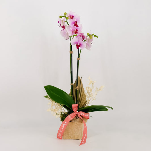 Orchid Grace