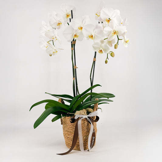 Whispering Grace Orchid Garden
