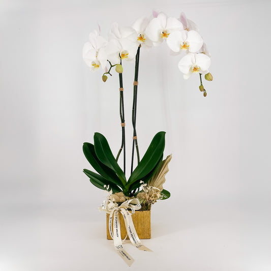 Elegant Arc White Orchid