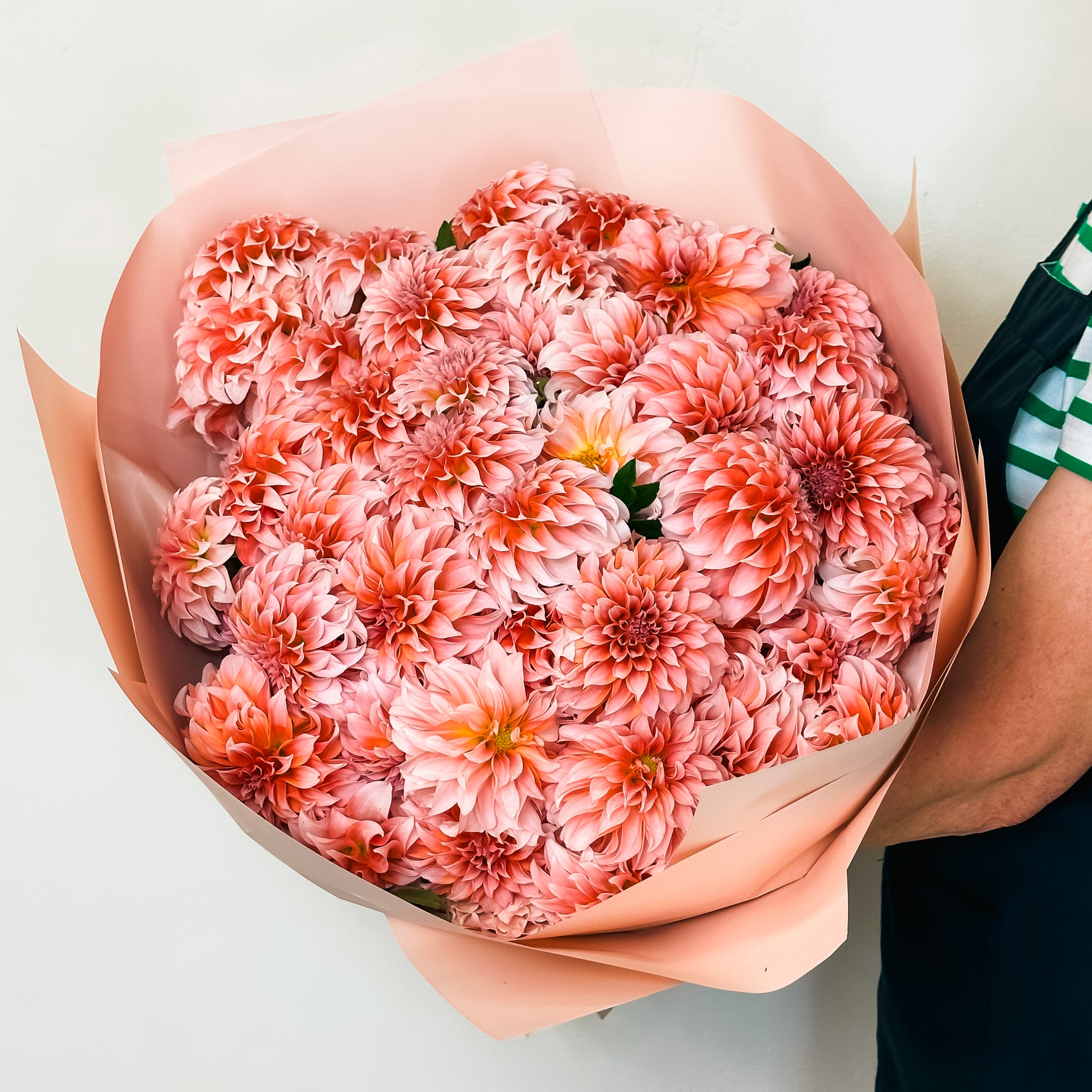 Blush Dahlia Cloud - Flowers Valley Shop