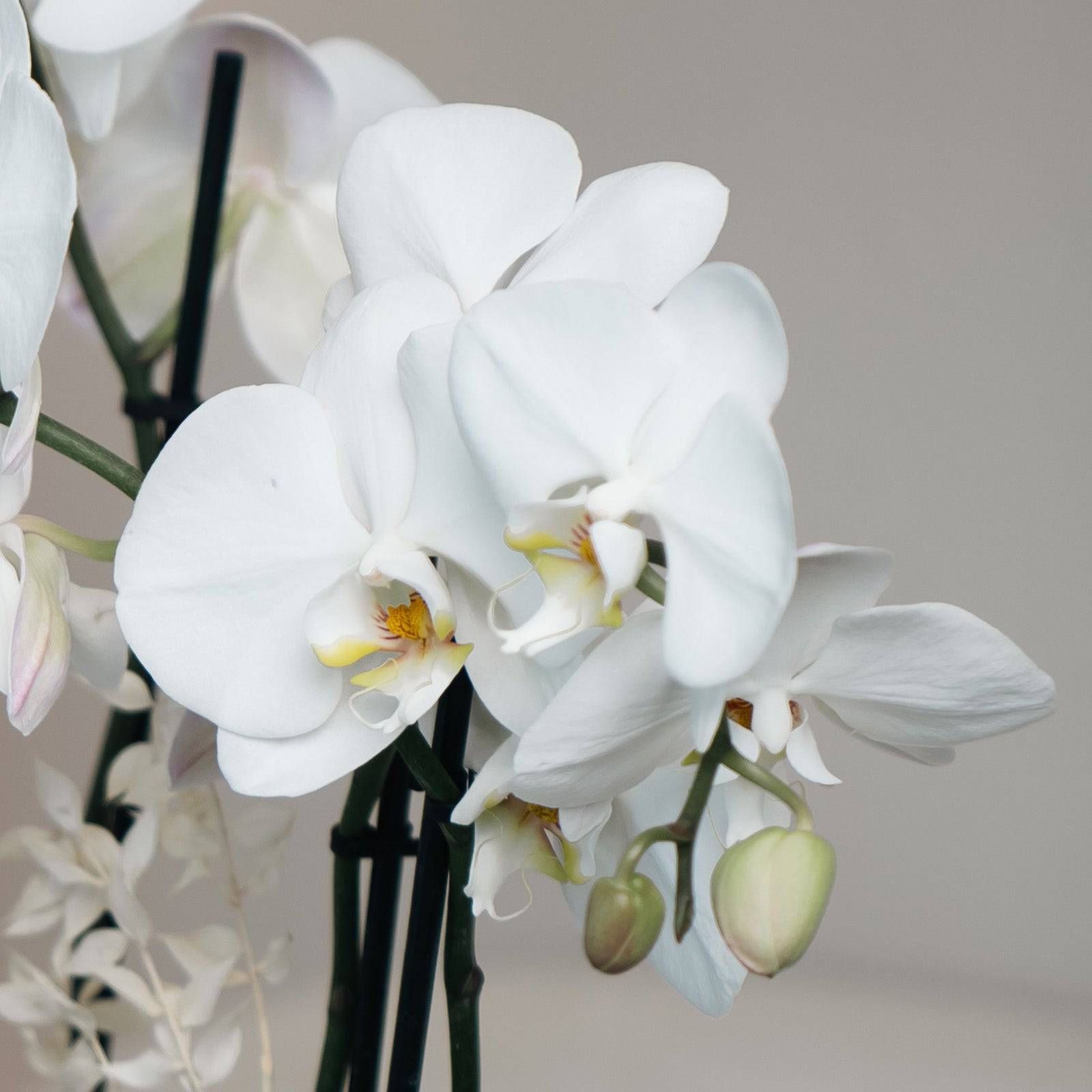 Close-up of blooming white orchid petals with soft lighting.