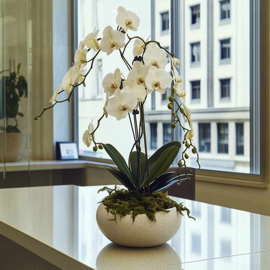 White Orchid Rotational - Flowers Valley Shop