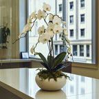 White Orchid Rotational - Flowers Valley Shop