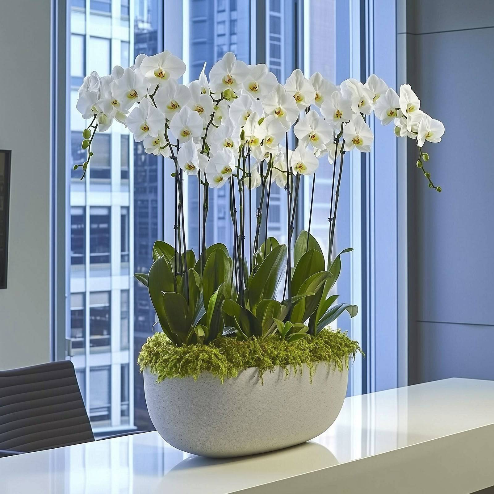 White Orchid Rotational - Flowers Valley Shop