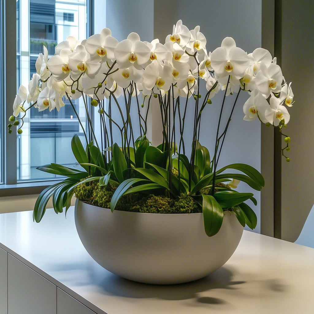 White Orchid Rotational - Flowers Valley Shop