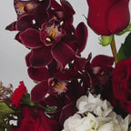 Velvet Noir